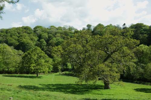 Harry, Bodmin
