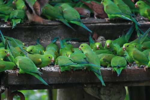 Hostal Pousada Recanto Das Aves