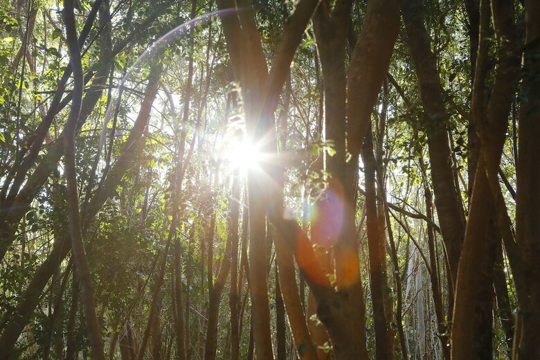 Caba�as Ensenada Bosque Nativo