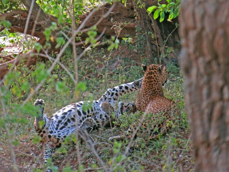 Mahoora Tented Safari Camp All-inclusive - Yala