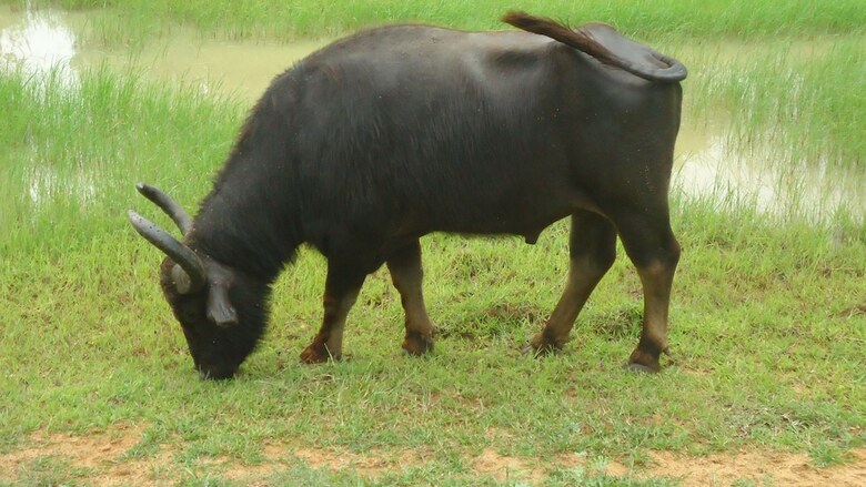 Heina Nature Resort & Yala Safari