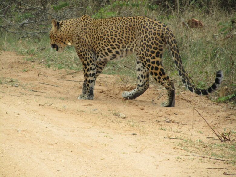 Heina Nature Resort & Yala Safari