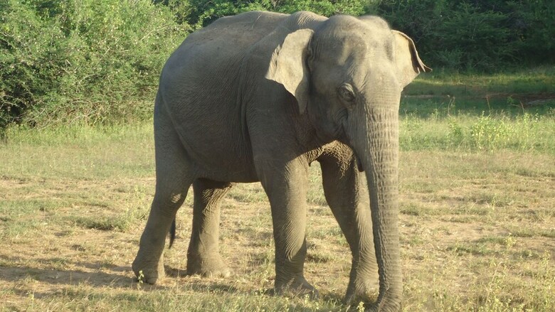 Heina Nature Resort & Yala Safari