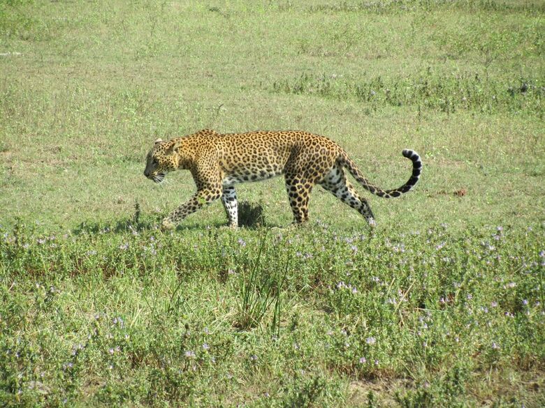 Heina Nature Resort & Yala Safari