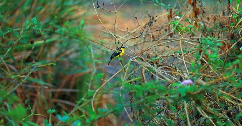 Heina Nature Resort & Yala Safari