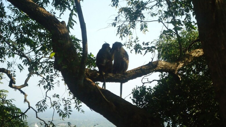 Heina Nature Resort & Yala Safari