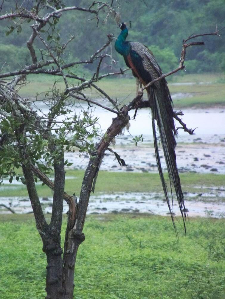 Heina Nature Resort & Yala Safari