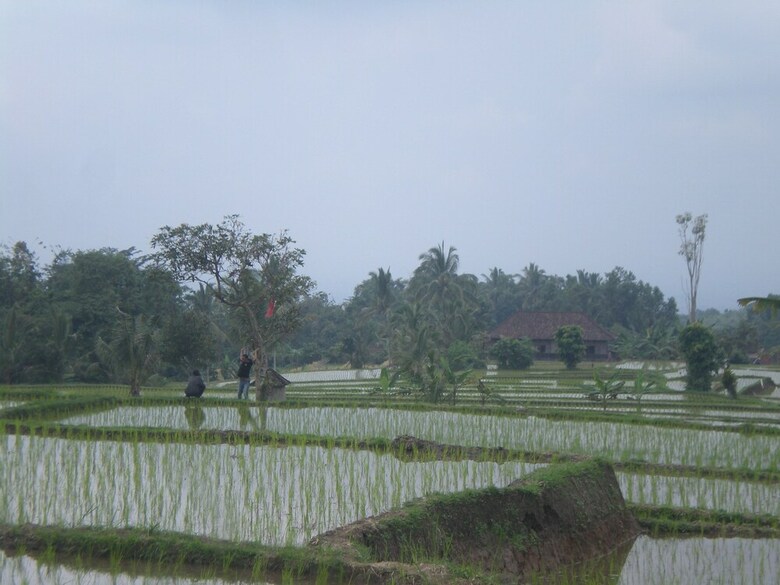Hotel Tepi Sawah Lodge