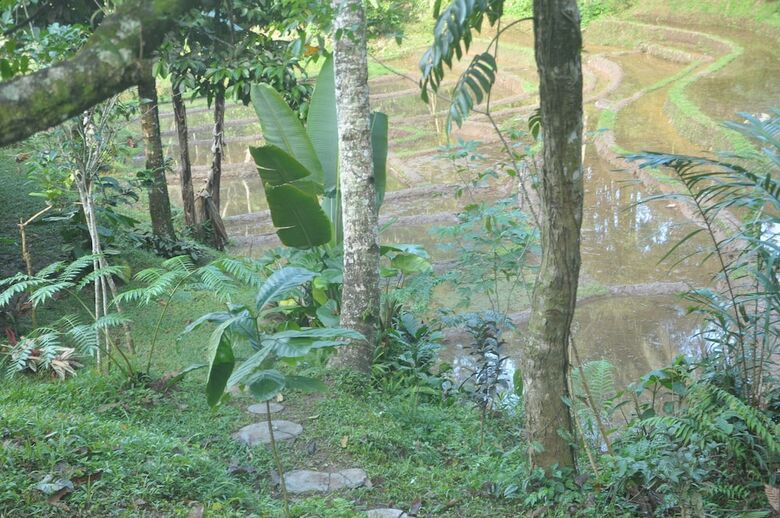 Hotel Tepi Sawah Lodge