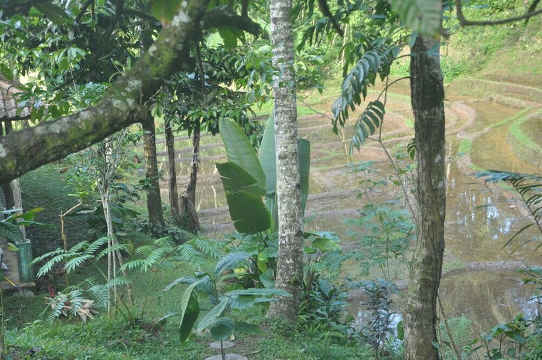 Hotel Tepi Sawah Lodge