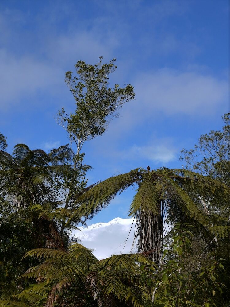 Franz Josef Treetops