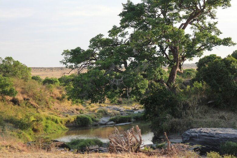 Julia's River Camp