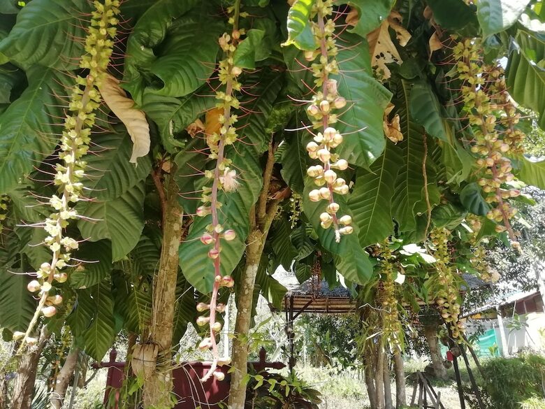 Hotel Macura Resort