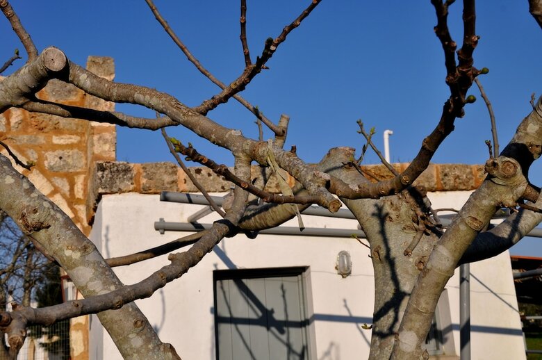 Masseria Uccio