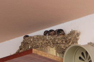 Acapulco Apartments