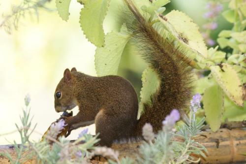 S�tio Rodamonte