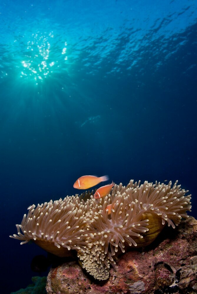 Hotel The Reef Dive Resort