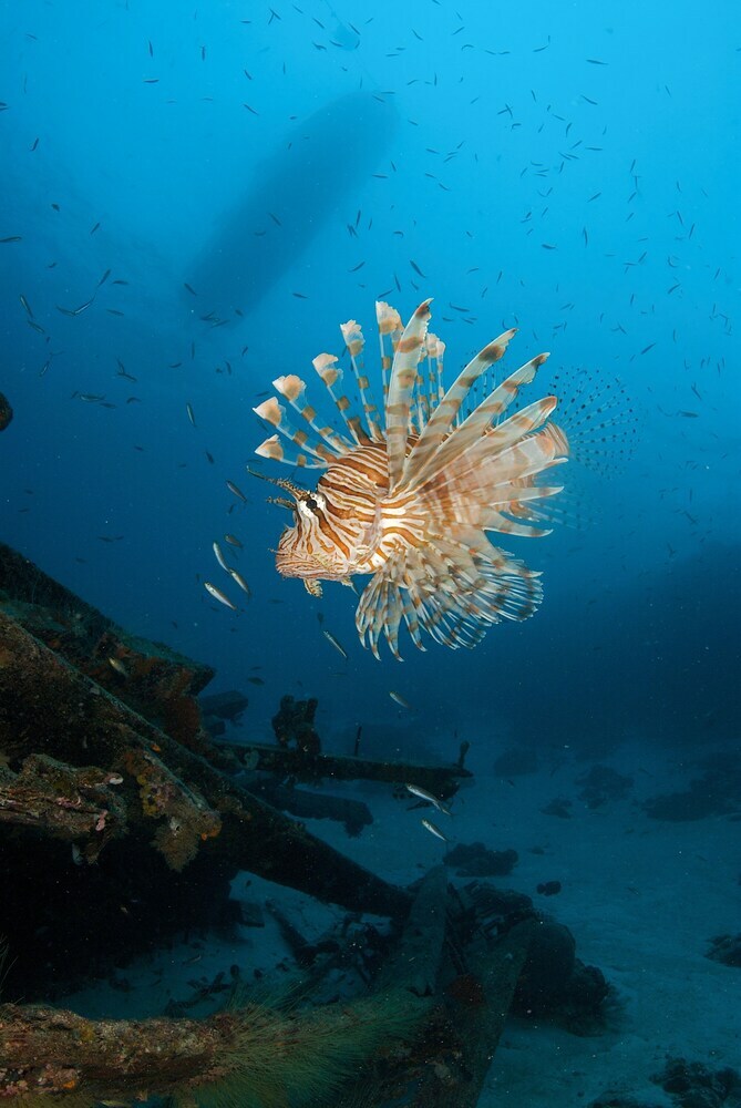 Hotel The Reef Dive Resort