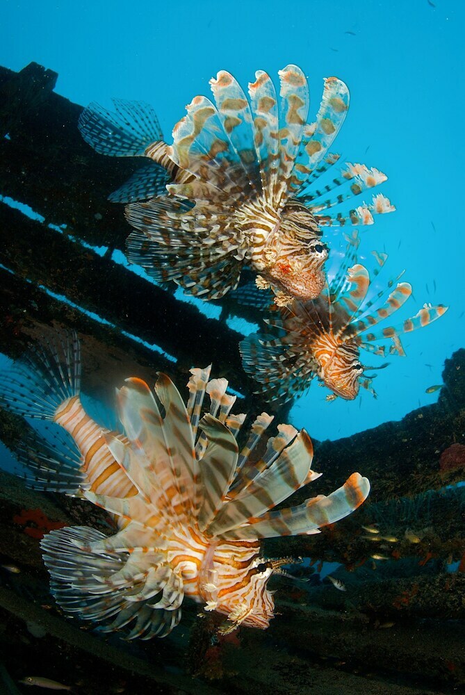 Hotel The Reef Dive Resort