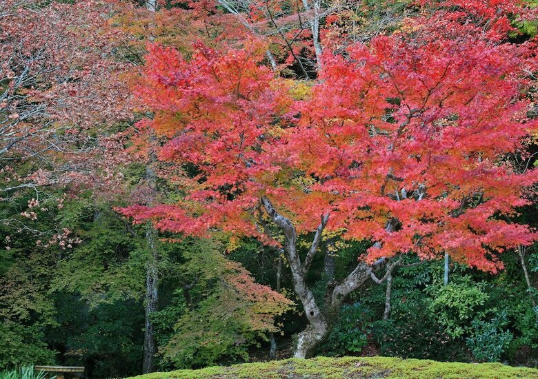Sojiin