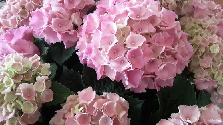 Garden Hotel Tabiano