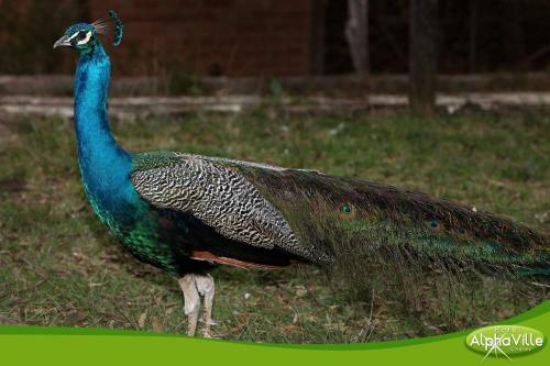 Agroturismo Hotel Alpha Ville Chal�s