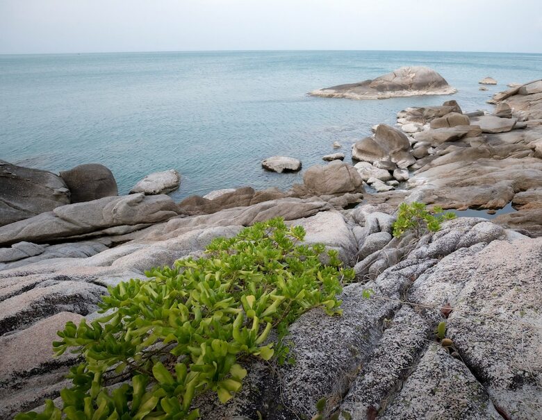 Hotel The Ocean Phangan Homestay