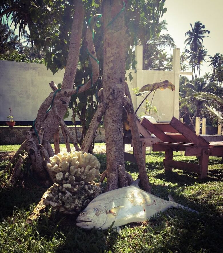 Hotel Mirissa Seastar