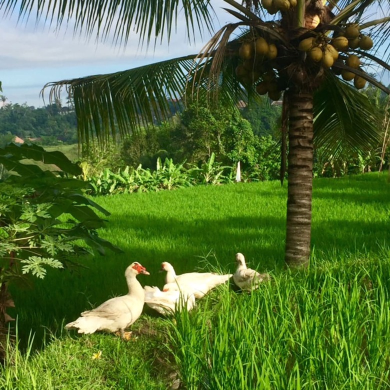 Hotel Bisma Cottages Ubud