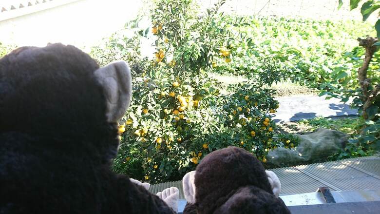 Apartamentos Yadoya Lodge