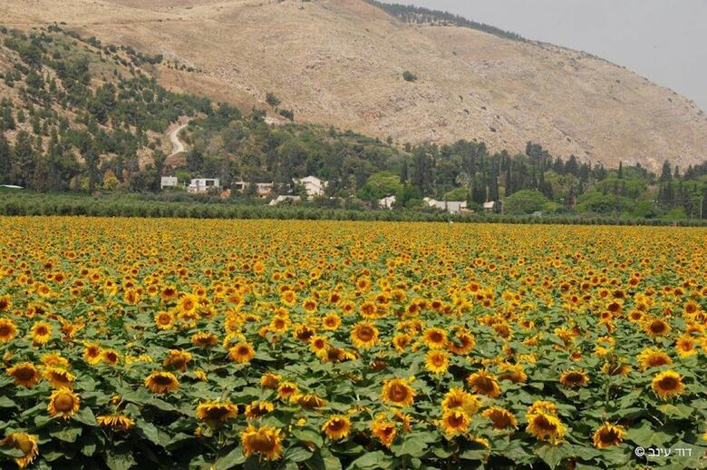 Hotel Beit Alfa Kibbutz Country Lodging