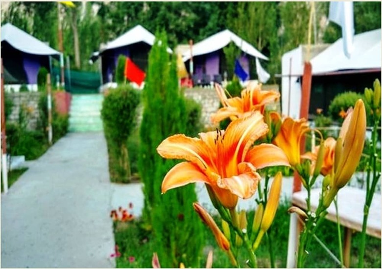 Valley Flower Camp Nubra