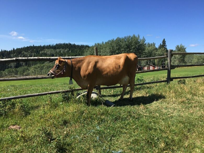 Bed & Breakfast Montana Hill Guest Ranch
