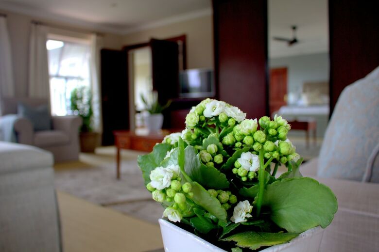 Apartamentos Wild Olive Executive Suite
