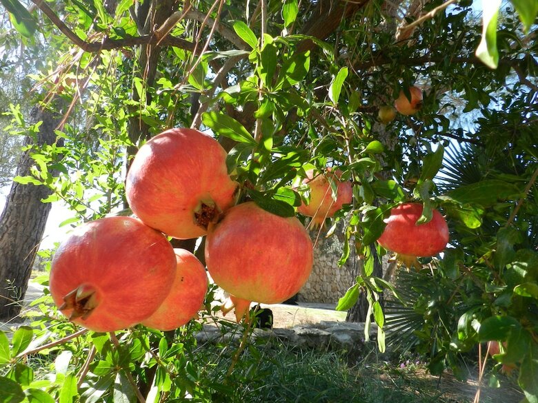 Bed & Breakfast Macchia Salentina