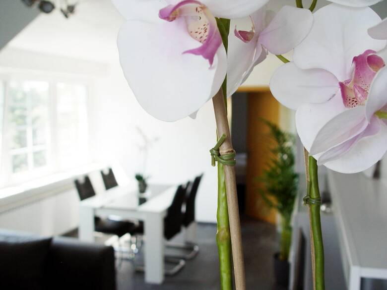 Apartamentos La Domus Premium