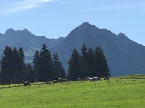 Hotel Oberdorfer Stuben