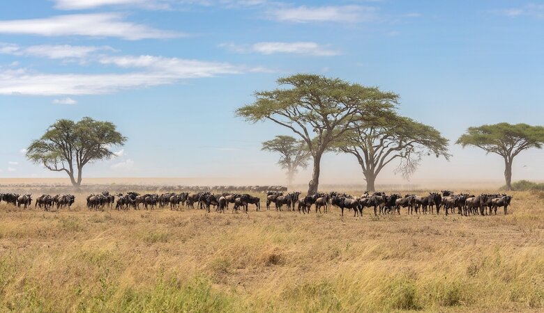 Hotel Melia Serengeti Lodge