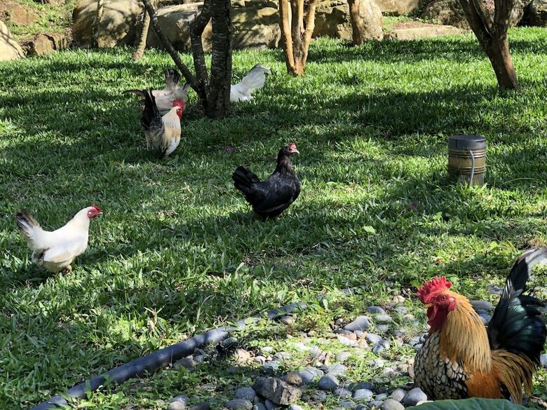 Bed & Breakfast Peach Villa