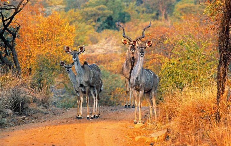 Posada Nungubane Game Lodge