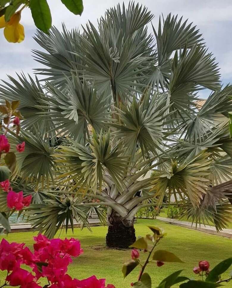 Posada Pousada Coqueiro Beach