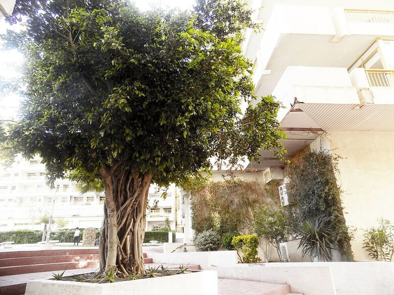 Apartsalou Lea