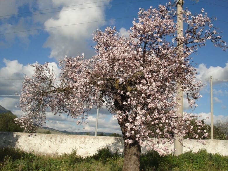 Agroturismo Agriturismo Antico Baglio
