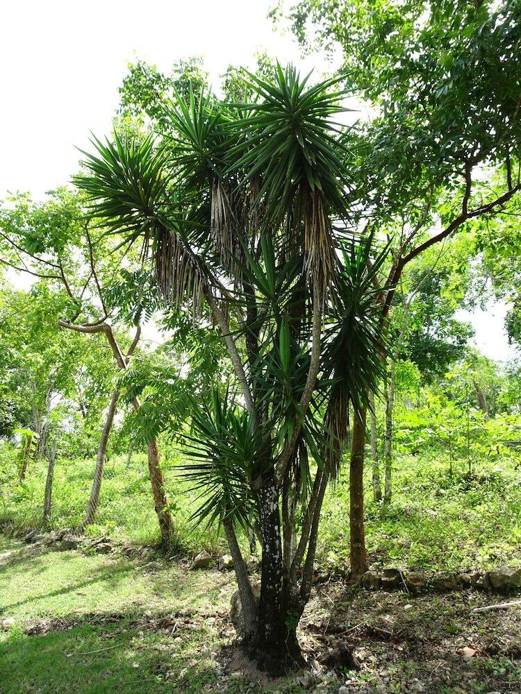 Posada Maya Hill Lodge