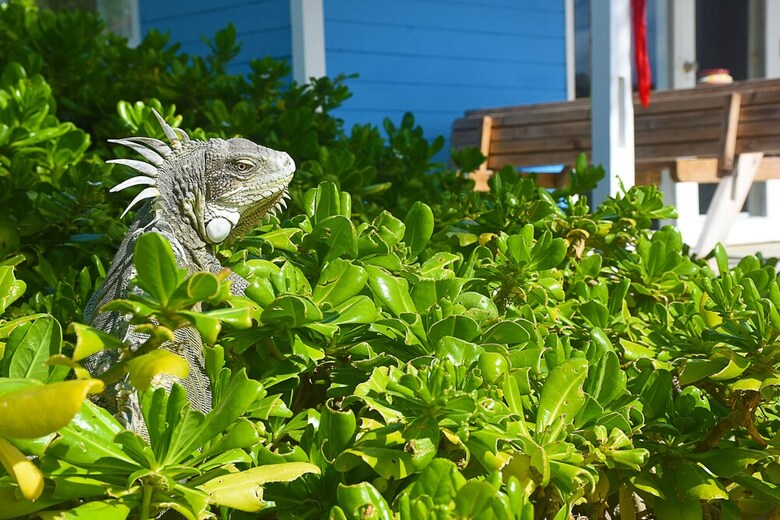 Apartamento Sorobon Boutique Hotel  Bonaire
