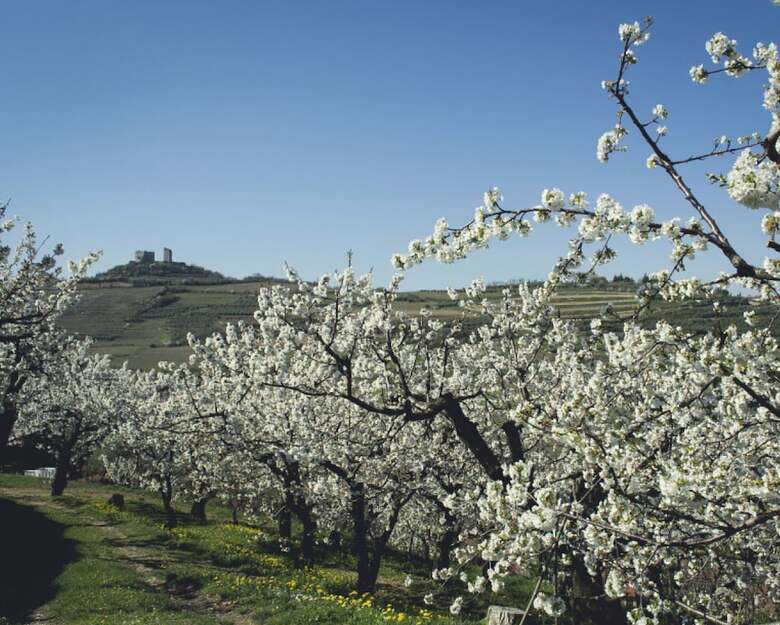 Hotel Villa Di Cazzano - Bioluxury Living