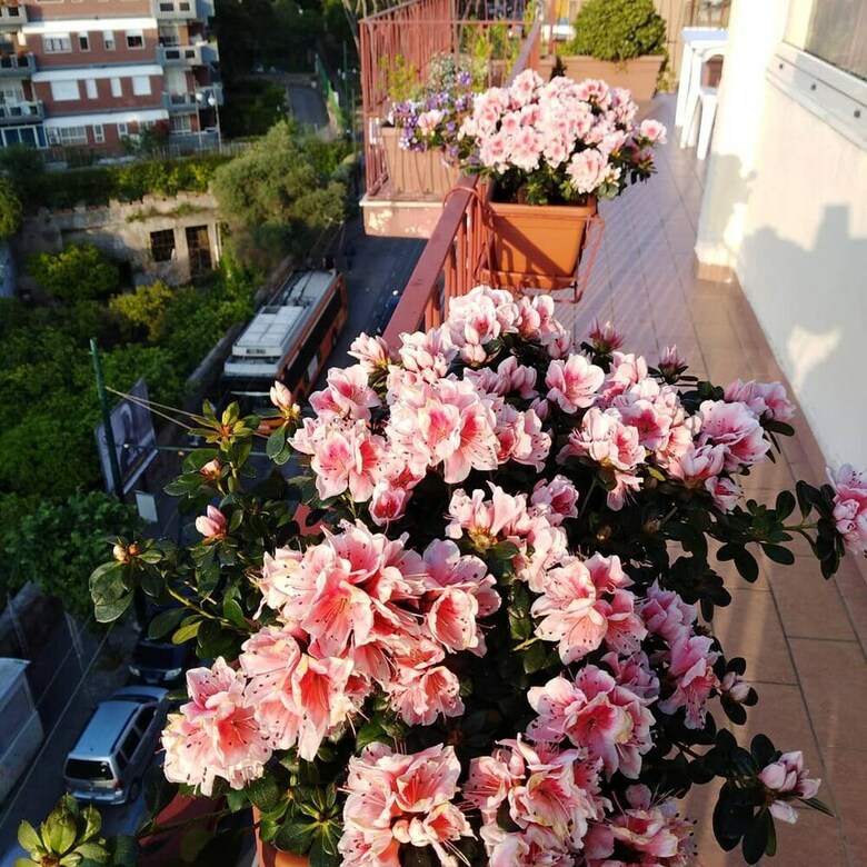 Bblabellavista