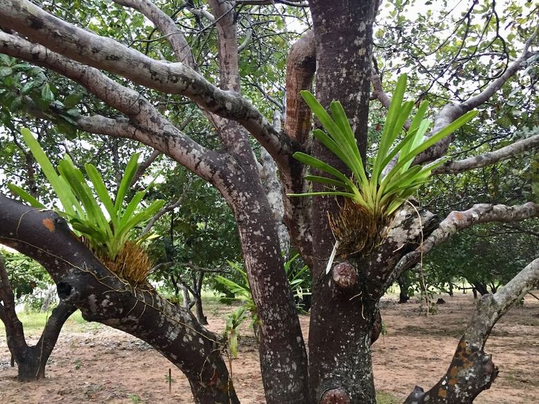 Posada Dracaena Resort