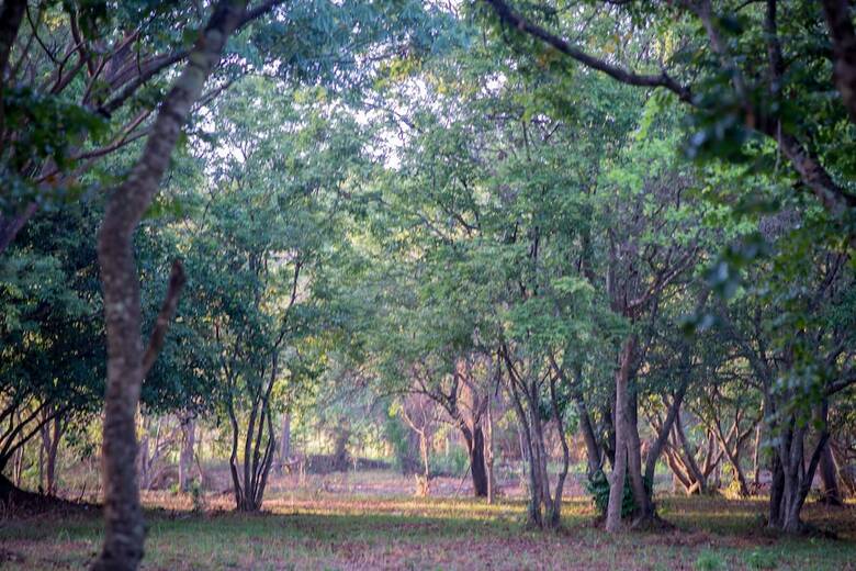 Hotel Apsaras Resort Sigiriya