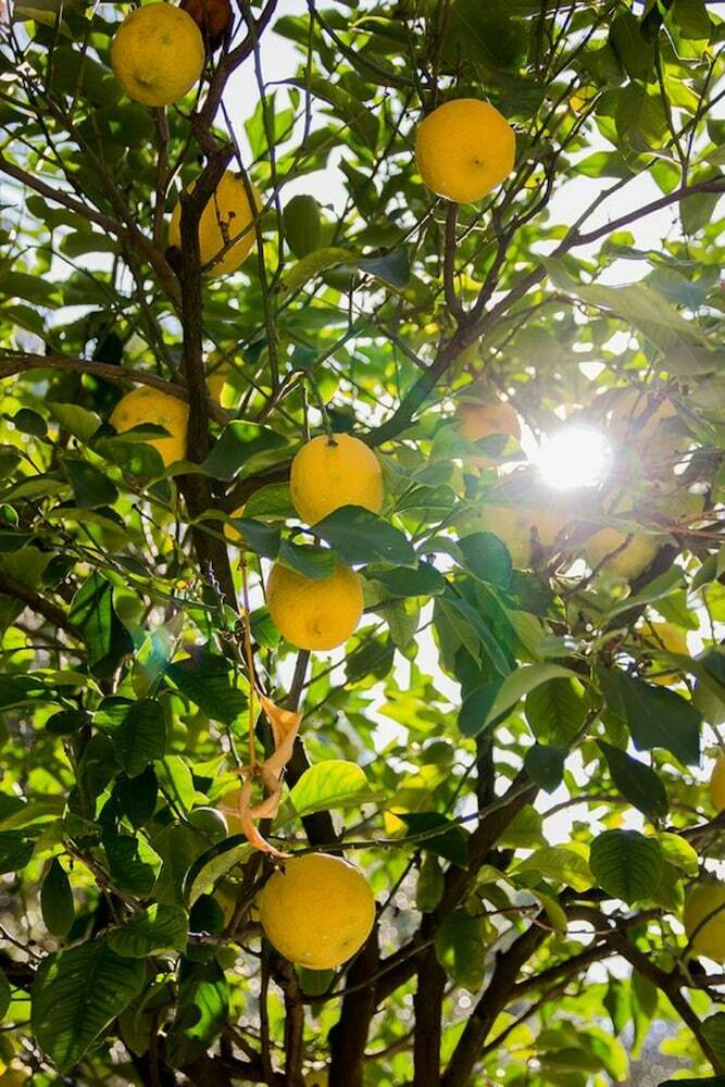 Agroturismo Agriturismo La Limonaia